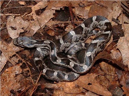 baby rat snake under house